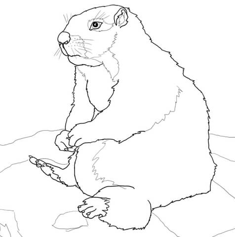 Sitting Yellow Bellied Marmot Coloring Page